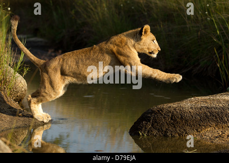 young lion jumping over water Stock Photo