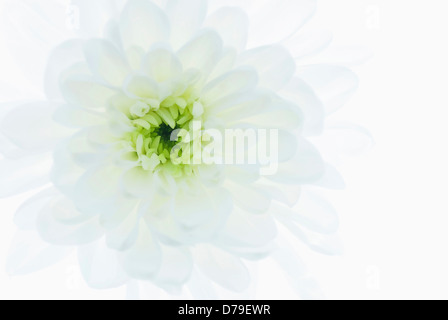 Chrysanthemum cultivar Zembla variety Single flower head close up with white translucent outer petals pale green incurved Stock Photo