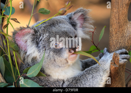 Queensland Koala (Phascolarctos cinereus adustus) Stock Photo