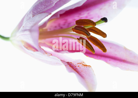 Lilium 'Star Gazer' Close image with focus on inside of flower striped deep pink spotted with extending stigma anthers Stock Photo