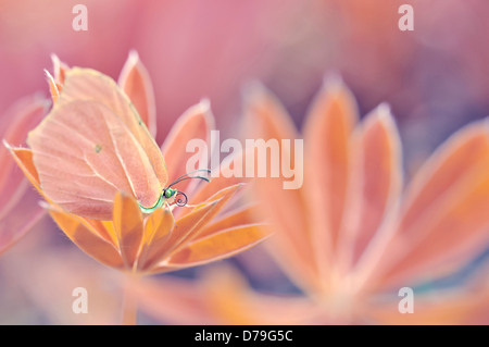 Brimstone butterfly, Gonepteryx rhamni on flowering plant. Manipulated colour. Stock Photo