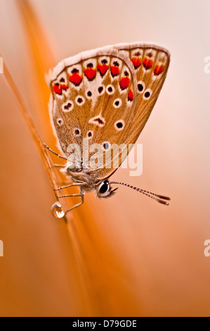 Common blue butterfly Polyommatus icarus. Side view showing spotted brown undersides of wings. Close up on stem with droplet of Stock Photo