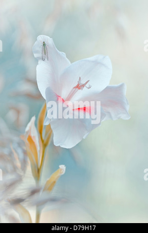 Lacewing, Chrysopa perla on white petal of Gladioli, Gladiolus, with pink inside throat of flower and prominent stamen. Stock Photo