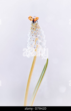 White grape hyacinth, Muscari botryoides Album with Ladybird,Coccinnellidae, alighted on tip of flower spike with open wings. Stock Photo