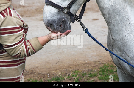 Horsewoman feeding white horse out of hand Stock Photo