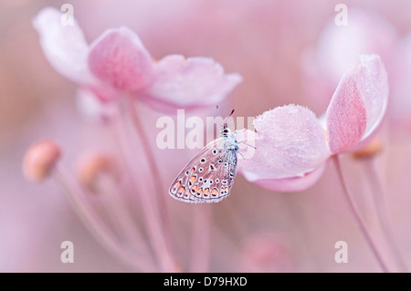 Common blue butterfly, Polyommatus icarus on dew covered petals of Anemone cultivar. Colour is manipulated to give pink tone. Stock Photo