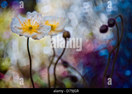 Iceland poppy Papaver nudicaule. Digitally manipulated image of two white flowers and buds on stems against painterly background Stock Photo