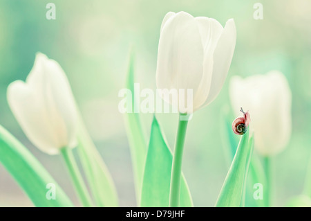 Snail on tip of leaf of white flowered tulip. Stock Photo