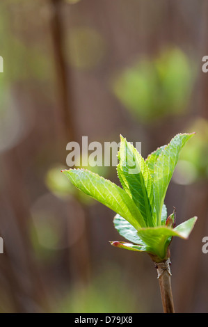 New green leaves of Hydrangea macrophylla 'Libelle' emerging in sunlight. Stock Photo