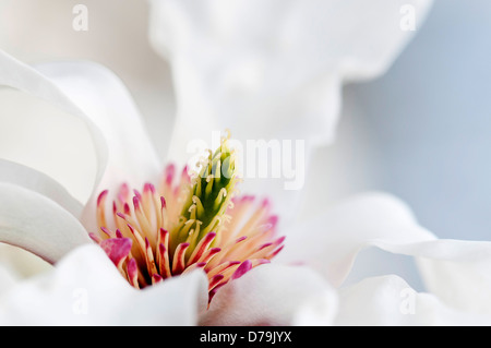 Magnolia salicifolia var. concolor, Close-up of pure white flower with green stamen surrounded by pink and cream at centre. Stock Photo
