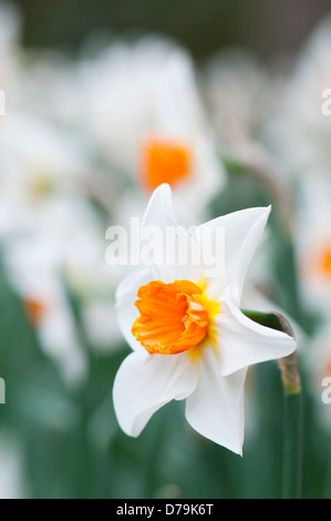 Narcissus with white petals and orange centre. Single daffodil flower with others massed behind, shallow depth of field. Stock Photo