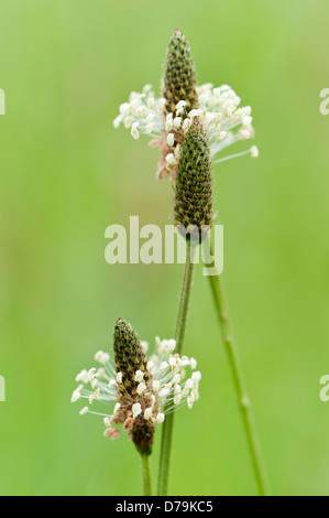 Plantain or Ribwort, Plantago lanceolata, with cone shaped heads surrounded by whorl of tiny, extended cream coloured flowers. Stock Photo