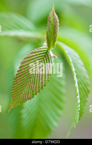 Green and copper coloured new leaves of Sorbus meliosmifolia, Rowan tree. Stock Photo