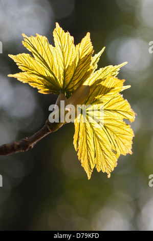 Coppery - green new leaves of Sycamore, Acer pseudoplatanus, translucent against sunlight. Stock Photo