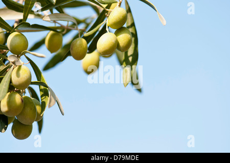 Greece. Olives, Olea europaea, growing in sunshine on branches of tree against a blue sky. Stock Photo