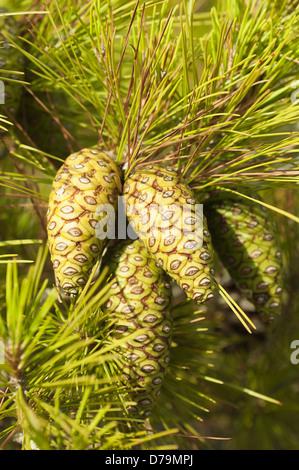 Greece, Green and yellow pine cones and needles of Pinus attenuata growing on a conifer tree. Stock Photo