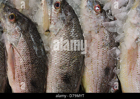 Corvina (similar to Sea bass) fish at the main fish market in Panama City, Rep. of Panama. Stock Photo