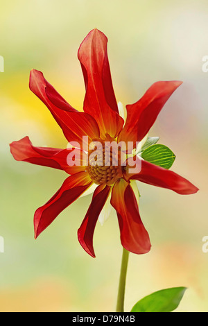 Dahlia Honka, Single red flower with eight, incurved petals surrounding the centre. Stock Photo