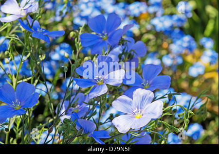 Small, blue flowers of Perennial flax, Linum perenne. Stock Photo