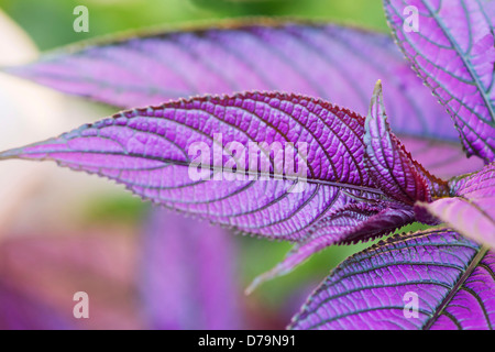 Close view of elliptical leaves of Purple shield, Strobilanthes dyerianus, silvery purple color with pattern of dark green veins Stock Photo