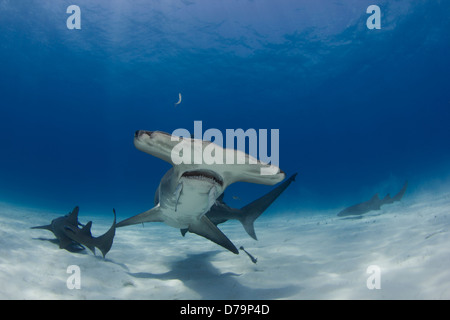 Great Hammerhead Shark with Nurse Sharks in the Background Stock Photo