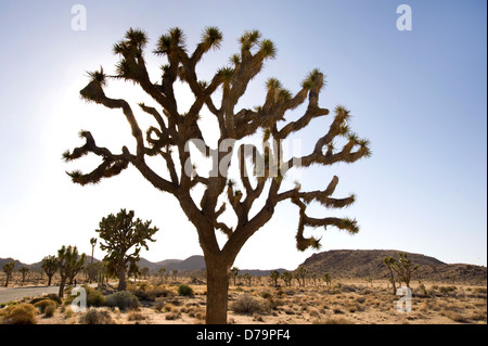 Desert landscape at Joshua Tree National Monument in California Stock Photo