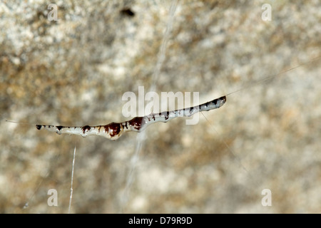Bioluminescent cave dwelling fungus gnat larva. Hanging from the roof of a cave in the Ecuadorian Amazon. Stock Photo