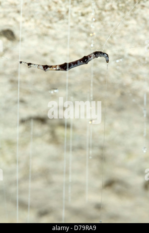Bioluminescent cave dwelling fungus gnat larva. Hanging from the roof of a cave in the Ecuadorian Amazon. Stock Photo