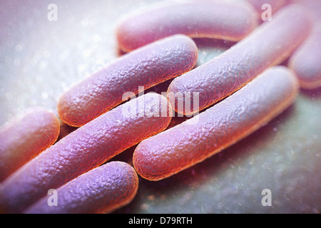 SHIGELLA SONNEI Stock Photo - Alamy