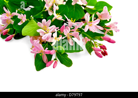 Sprigs of honeysuckle with pink flowers and green leaves isolated on white background Stock Photo