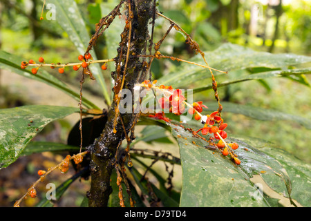 Clavija procera (Theophrastaceae). Used as a snake bite remedy by the Quichua Indians in the Ecuadorian Amazon. Stock Photo