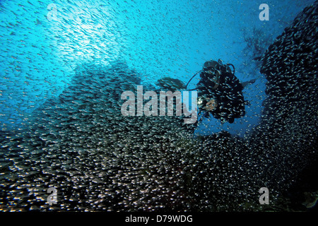 Diver Torch Swimming Through School Golden Sweepers Stock Photo