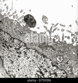 Experimentally Infected Cell Stock Photo