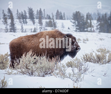 Yellowstone National Park, WY: American Bison covered with morning frost in the Lamar Valley, winter Stock Photo