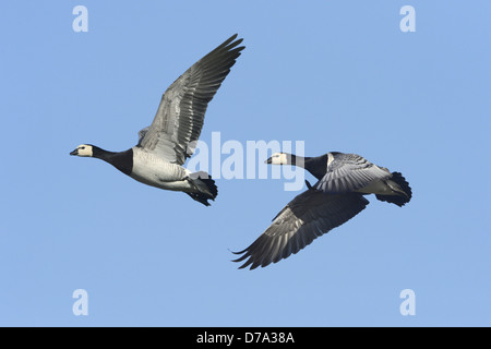 Barnacle Goose Branta leucopsis Stock Photo