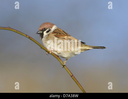 Tree Sparrow Passer montanus Stock Photo
