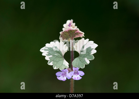 Glechoma hederacea Variegata. Nepeta Variegated. Ground Ivy leaf and flower Stock Photo