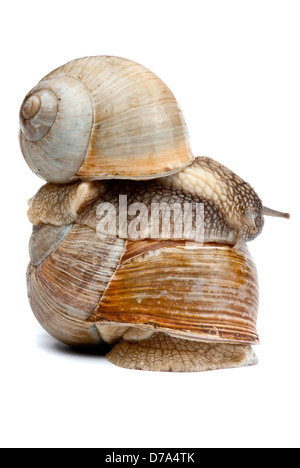 snail isolated on a white background Stock Photo - Alamy