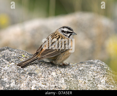 rock bunting (Emberiza cia), sitting on soil slope, Italy, South Tyrol ...