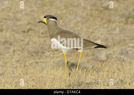 Yellow-wattled Lapwing - Vanellus malabaricus Stock Photo