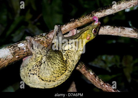 Flying lemur Cynocephalus variegatus feeding on algae on tree bark Danum Valley Sabah State Island Borneo Malaysia Stock Photo