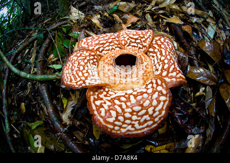 Flower Rafflesia pricei 3-4 days old in forest Tambunan Crocker Range Sabah State Island Borneo Malaysia Stock Photo