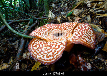 Flower Rafflesia pricei 3-4 days old in forest Tambunan Crocker Range Sabah State Island Borneo Malaysia Stock Photo