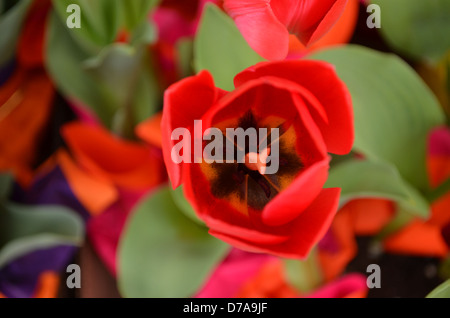 Orange Tulip in a New York florist Stock Photo