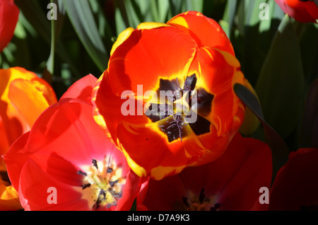 Orange Tulip Stock Photo