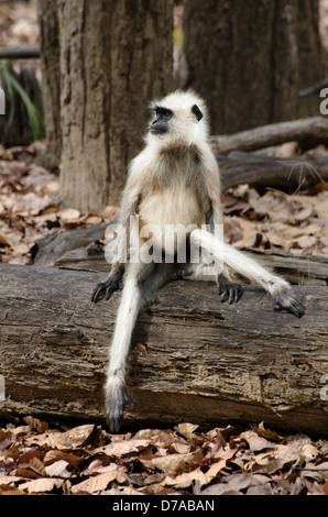 hanuman langur monkey sitting on a log looking like a little old man with legs splayed Stock Photo