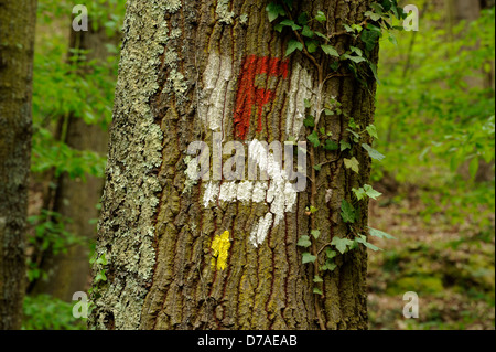 Italy, Lazio, Via Francigena near Bolsena, path sign painted on tree bark Stock Photo