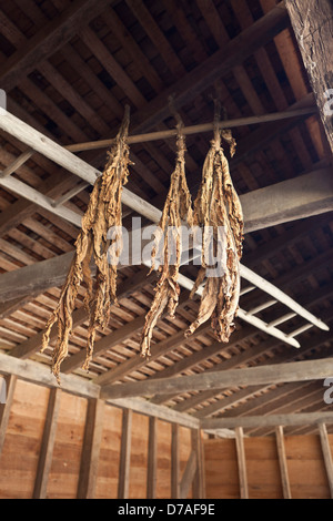 tobacco drying in barn Stock Photo