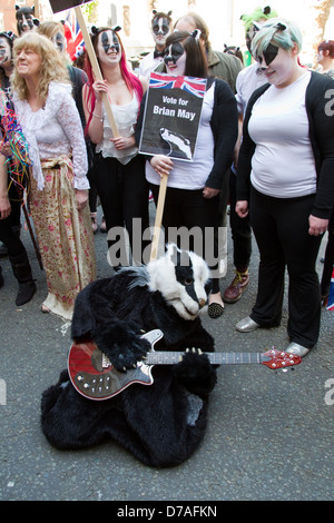 A  flashmob of about 50 people dressed as Badgers danced to Brian May's song outside the DEFRA offices in Smith Square,London Stock Photo