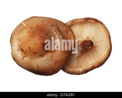 Shitake mushrooms isolated on white background, close up Stock Photo